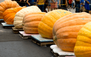 Pumpkins on display at a fall festival near Columbus, Ohio