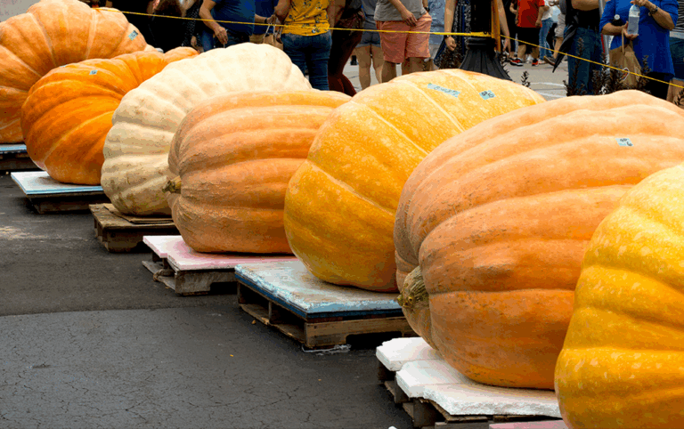 Pumpkins on display at a fall festival near Columbus, Ohio