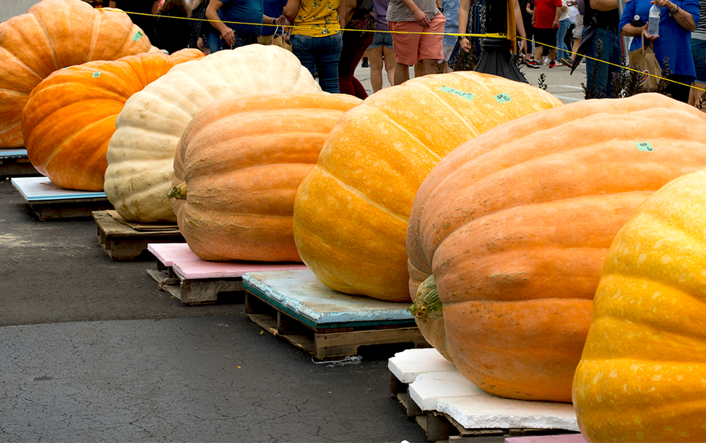 Pumpkins on display at a fall festival near Columbus, Ohio