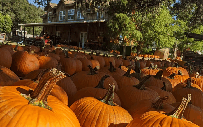 Pumpkin patch for fall events in Tampa 2025