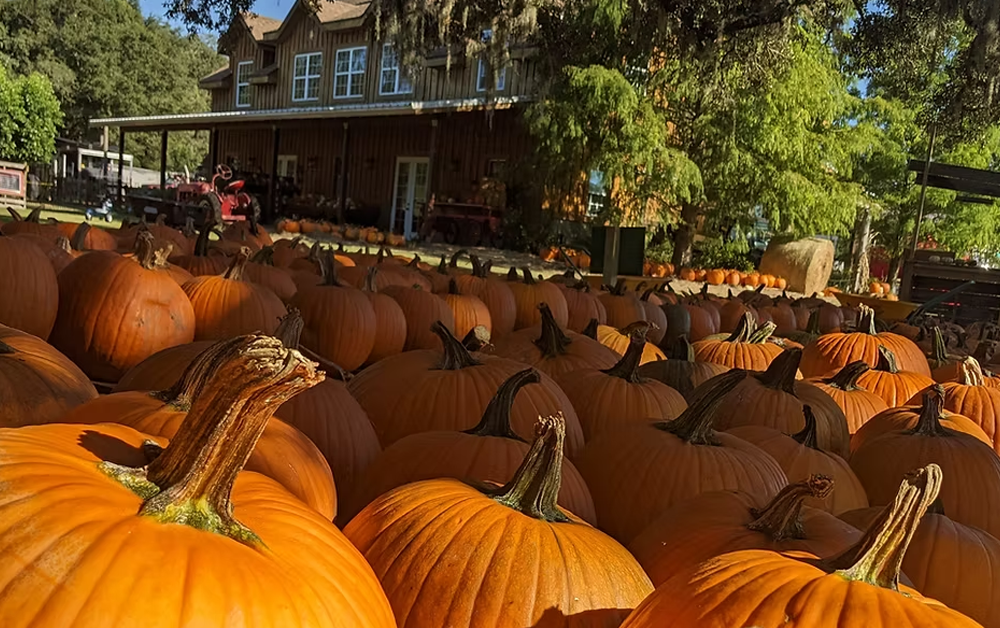 Pumpkin patch for fall events in Tampa 2025