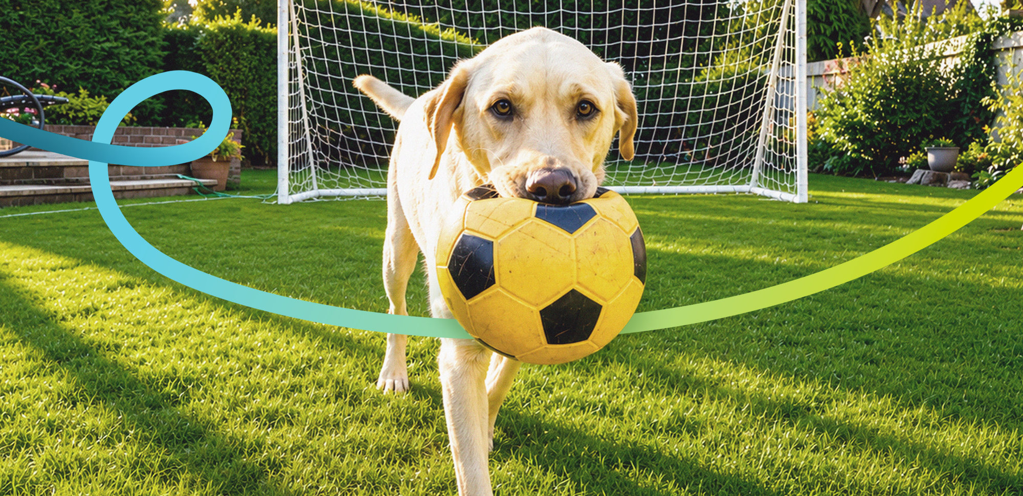 Light-colored Labrador Retriever dog carrying a soccer ball across a green backyard lawn, with a soccer goal in the background and colorful graphic accents framing the image.