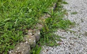 Overgrown grass and weeds along a gravel driveway and landscape border, illustrating a common HOA landscaping violation during the fall.