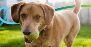 Brown dog carrying a tennis ball while standing on grass in a backyard.