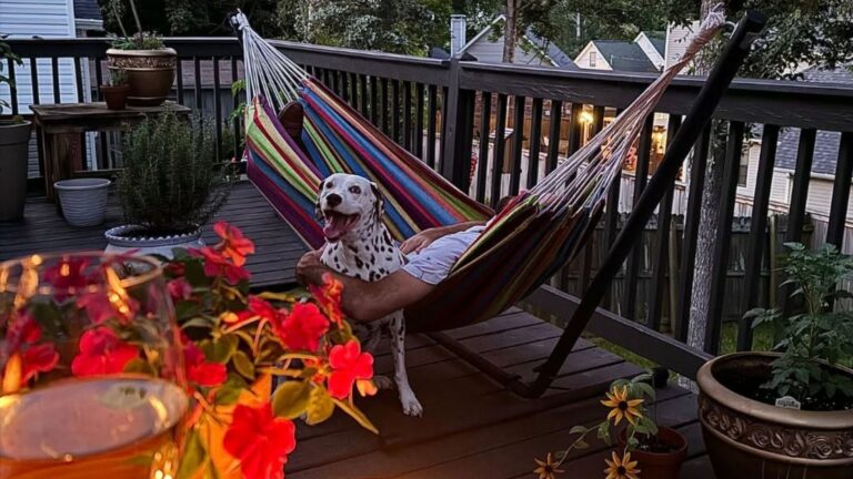 Dalmatian standing beside a resident relaxing in a colorful hammock on a backyard deck,