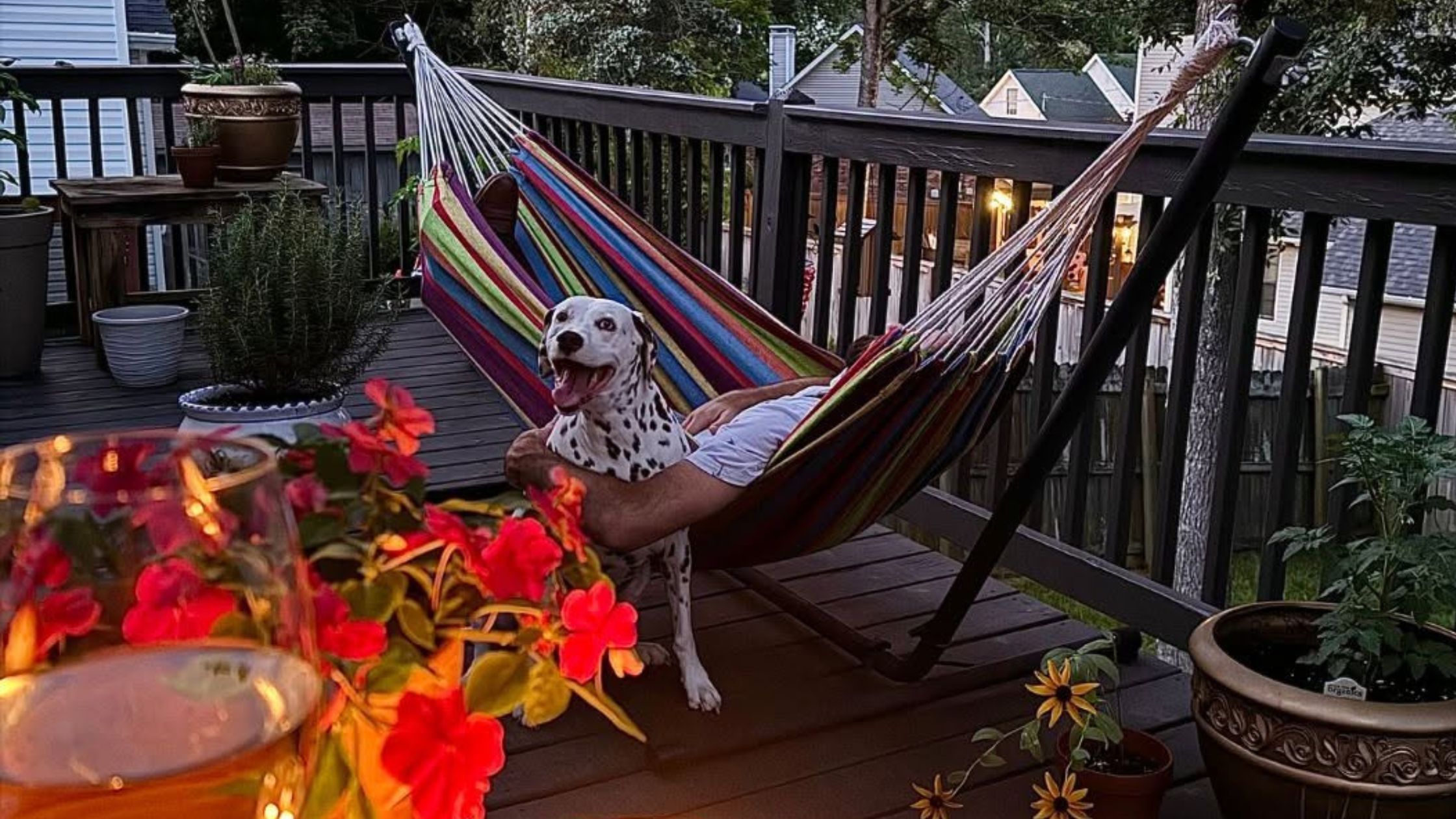 Dalmatian standing beside a resident relaxing in a colorful hammock on a backyard deck,